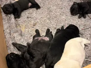 Labrador hvalpe