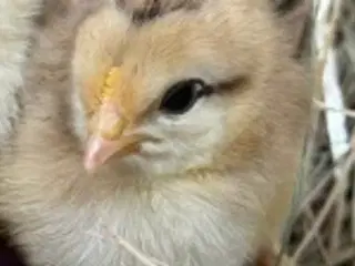 Daggammel kyllinger til salg