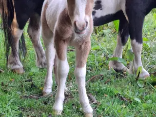 Miniature hingst 
