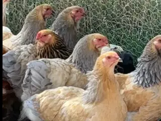 Brahma