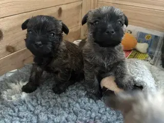 Cairn terrier hvalpe, ægte uden stambog