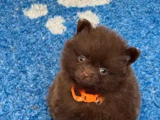 Pomerania hvalpe til efterårsferien 