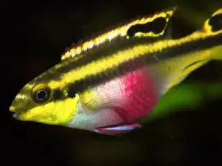 Konge Ciclider (Kribensis)