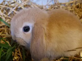 Minilop unge dreng