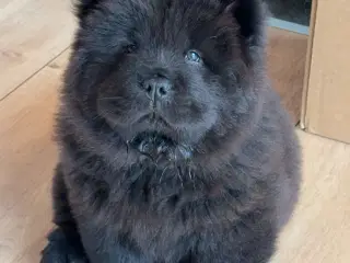 Chow Chow hvalpe