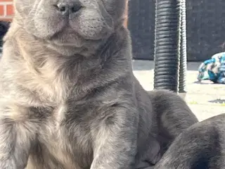 Fluffy fransk bulldog med stamtavle