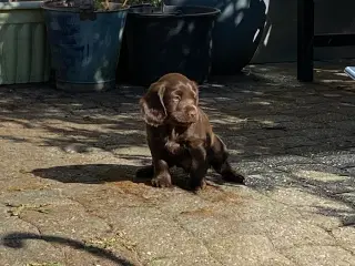 Cockerspaniel hvalpe
