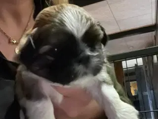 Shih Tzu hvalpe