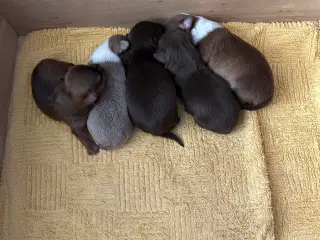 Langhåret chihuahua hvalpe 