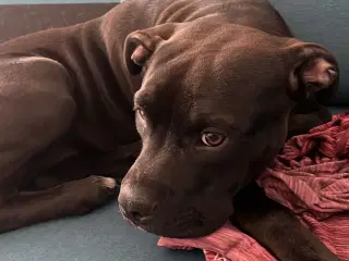 Skøn hund søger nyt hjem 