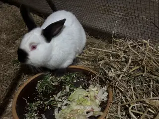 Han kanin Californian Withe