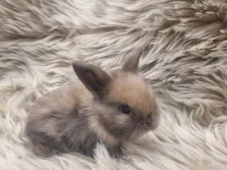 Super søde Mini lop dværgkanin unger