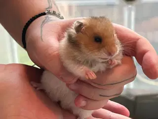 Sibiriske guldhamster unger