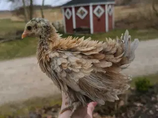 Serama Dværg kyllinger 1:6