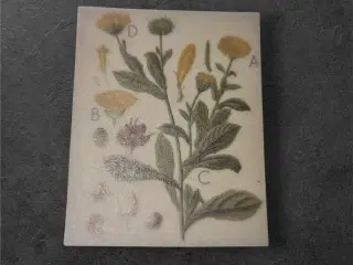 Udforsk Botanik med Vores Unikke Papirark