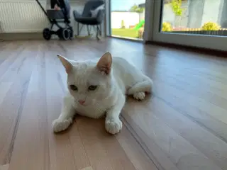 7 måneder gammel huskat-ragdoll søger nyt kærligt 