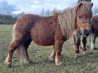 Shetlandspony 2-års hingsteplage. 