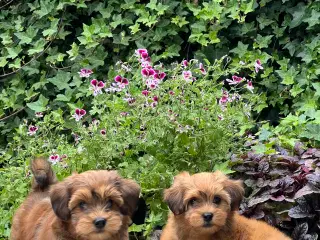 Smukke & Søde Bichon Havanais 💐