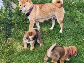 Shiba inu hvalpe