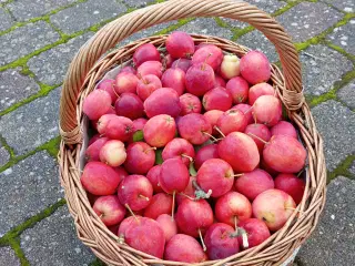 10 kg Æbler til gele