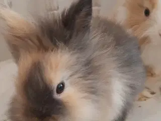 8 Unge kaniner🐰🐇 forskellige racer
