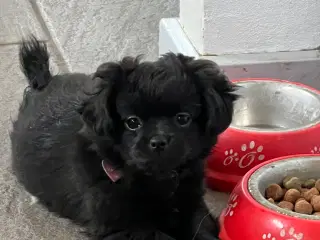 Chihuahua pige 10 uger