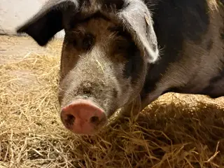 Intakt Orne Søger Nyt Hjem