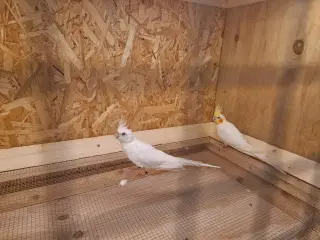 Nymfeparkit 