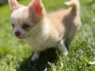 Chihuahua tæve biege favn flytteklar