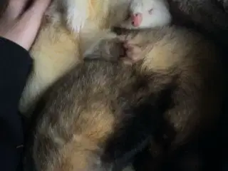 2 fritter/ilder med bur