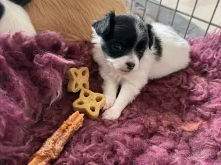 Mini Chihuahua