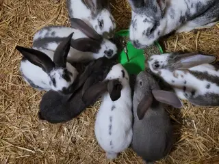 Unge kaniner 