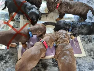 Gravhunde hvalpe sælges 🐕