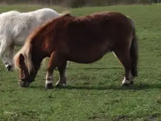 Pony gives bort til råfodring