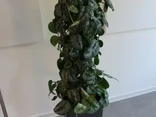 Plante i krukke