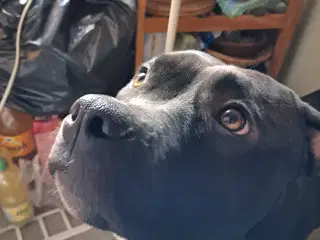 Sødeste Bella søger sit for altid hjem 🥰🐕