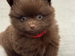 Pomerania hvalpe til efterårsferien 
