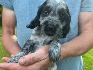 Cocker spaniel 