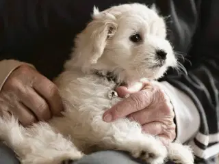 Malteserhvalp, tæve, 3 mdr