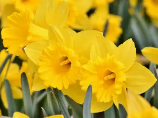 UDSALG PÅSKELILJELØG 100 STK (50 Tidlig + 50 sen)