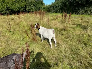 Boer geder