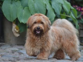 Avlstjeneste /  Bichon Havanais
