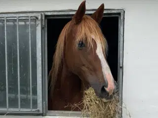 Blid og smuk hoppe søger særligt hjem