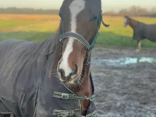 SUPERFLOT 1,5  ÅRS VALLAK 