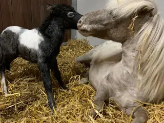 Mini shetlands hoppeføl