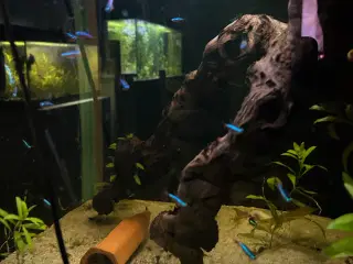 🐠❤️ Rød Neonfisk – glade og aktive stimefisk 