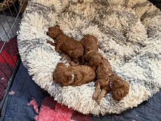 Dejlige små krøltopper