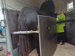 Jysk hest, 2 års hingst