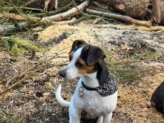 Søger en lille dansk svensk gårdhund han