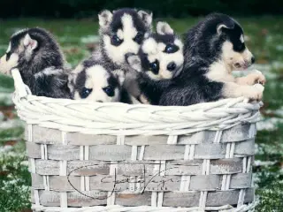 Husky hvalpe 